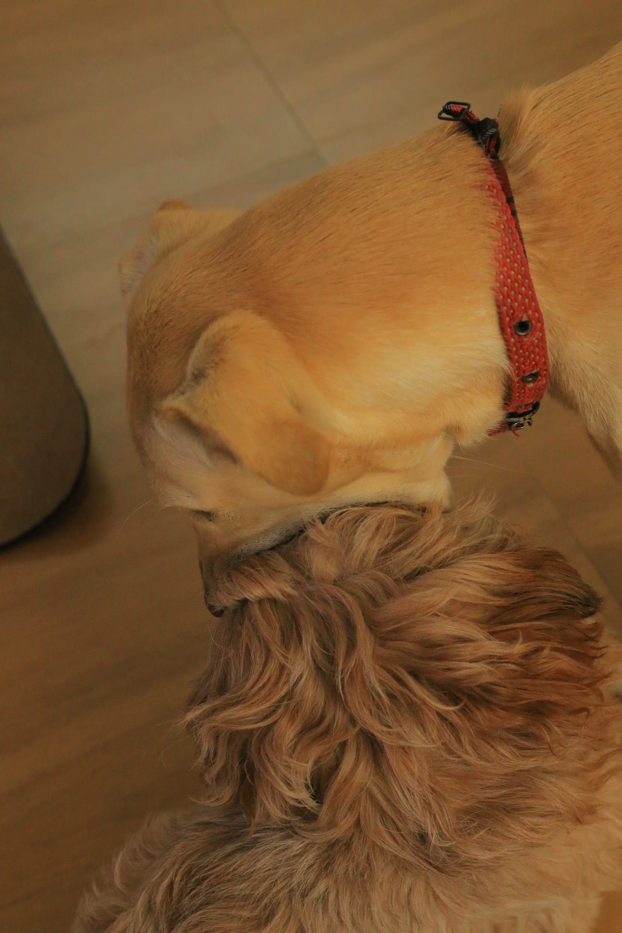 Inversion therapy with aerial hammock